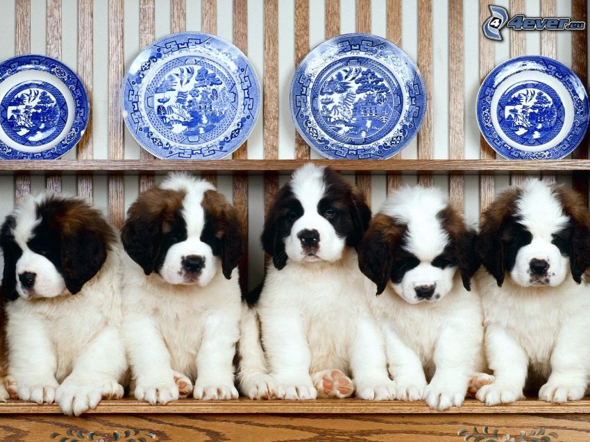 kutyakölykök, bernáthegyi, kék tányérok
