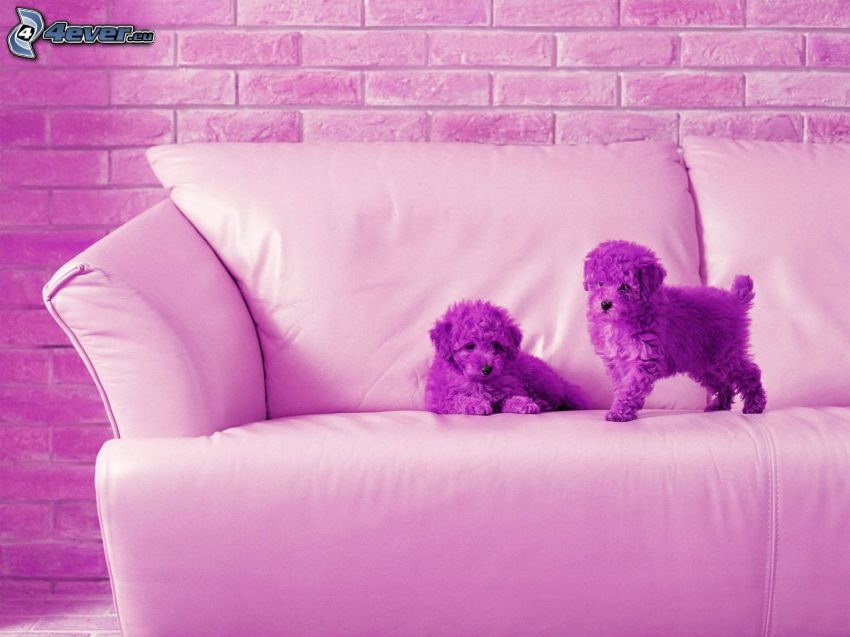 kutyakölykök, kanapé, lila