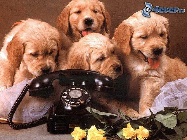 kutyakölykök, telefon