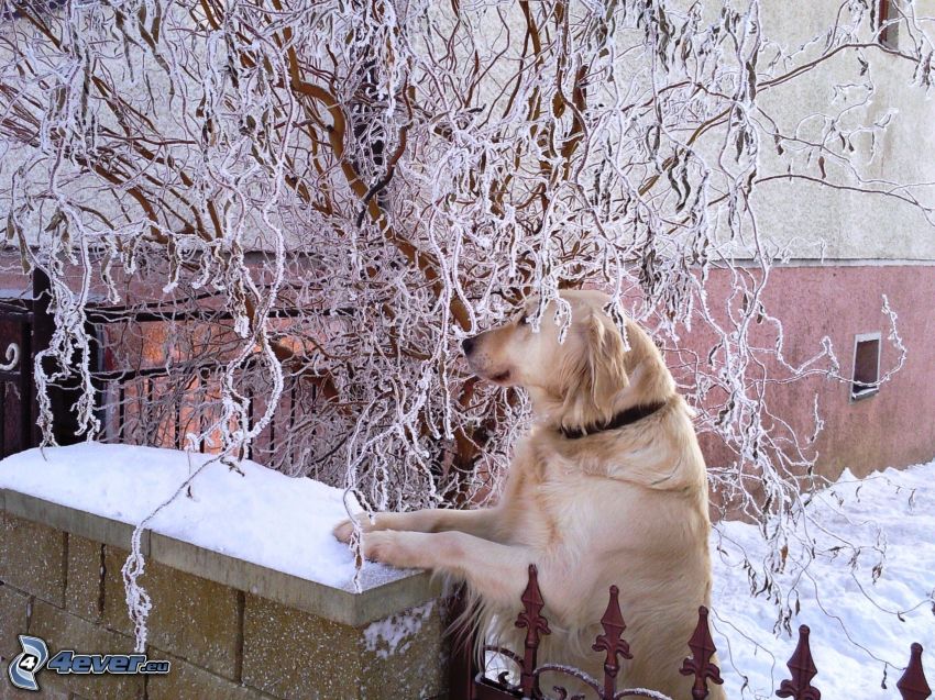 Labrador, kerítés, megfagyott fa, ház, hó