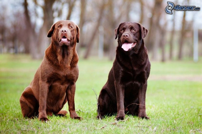 labrador retriever