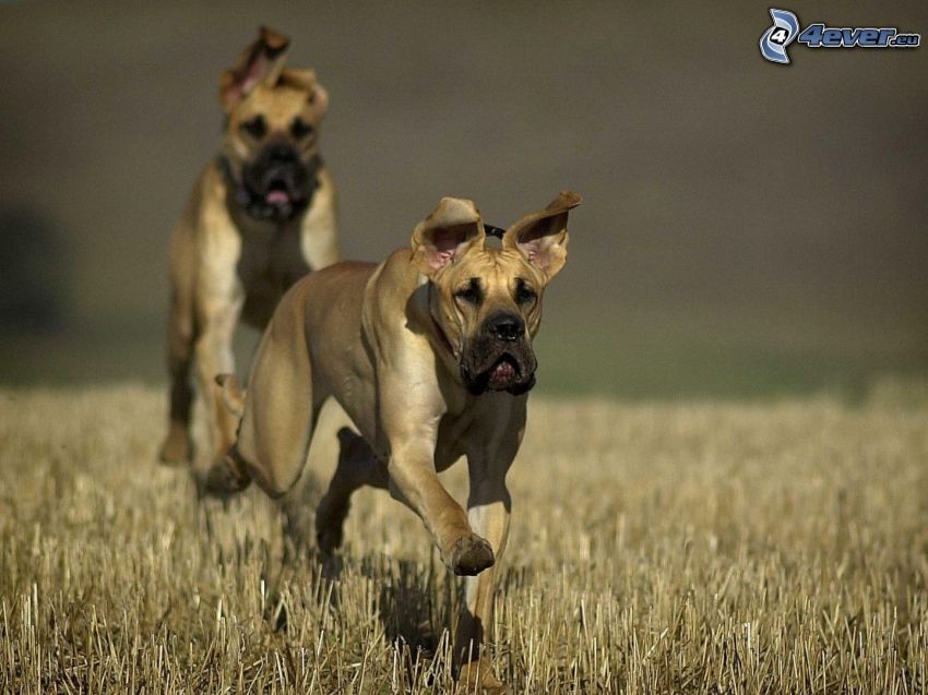 német dog, futás, mező
