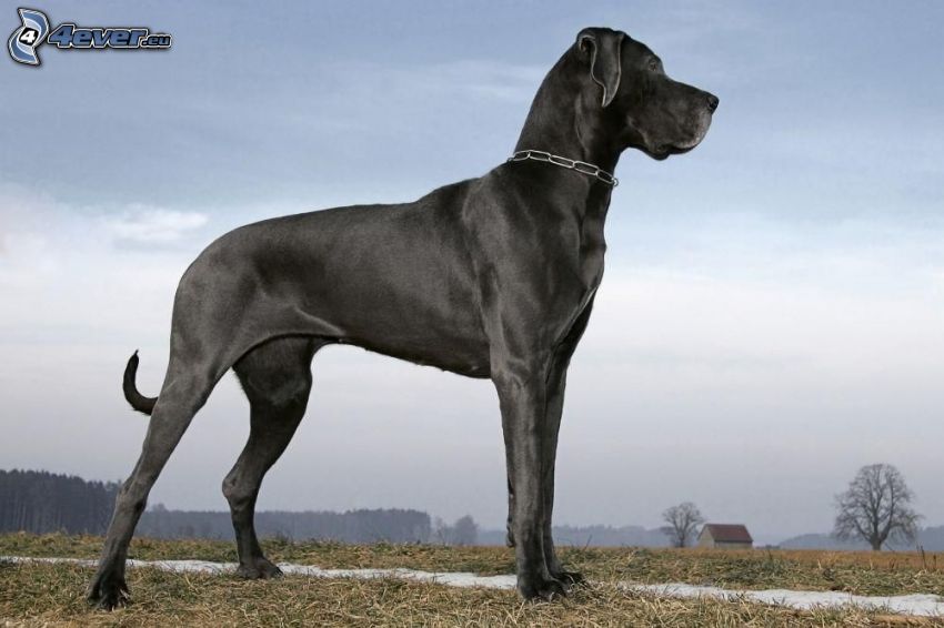 német dog