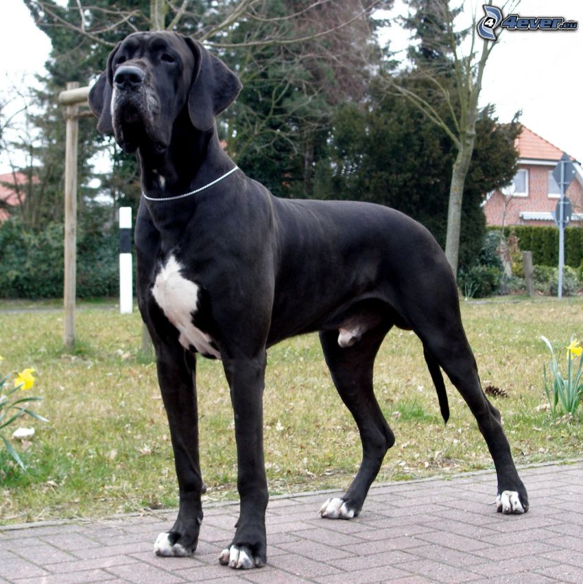 német dog