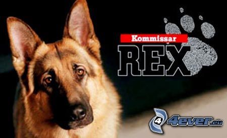 Rex felügyelő