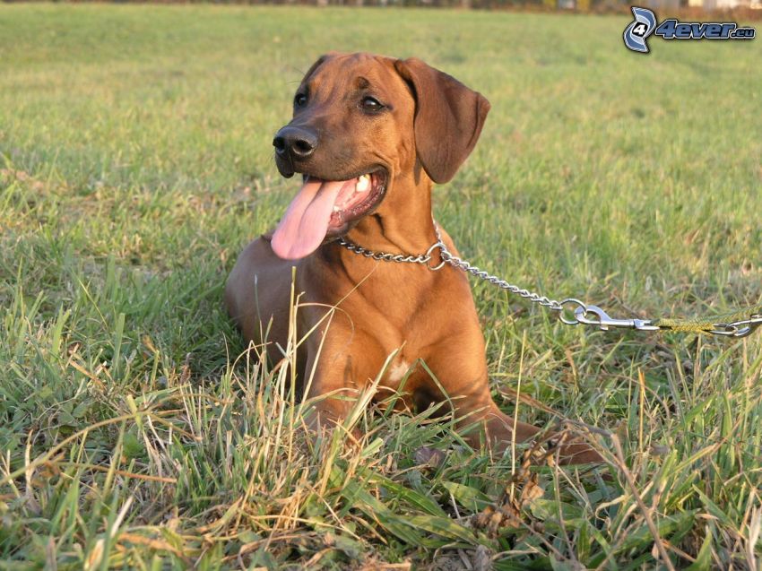 Ridgeback, kiöltött nyelv, kutya a fűben, nyakörv