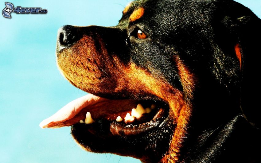 rottweiler, kiöltött nyelv