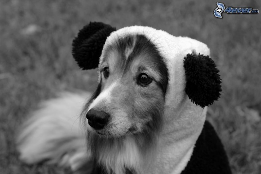 shetlandi juhászkutya, fülek, fekete-fehér kép, feöltöztetett kutya