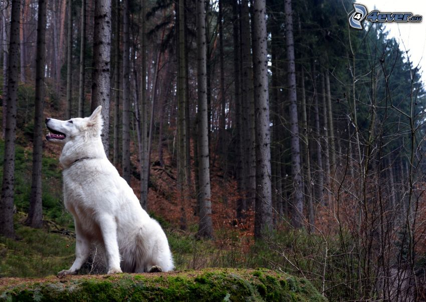 svájci fehér juhászkutya, erdő
