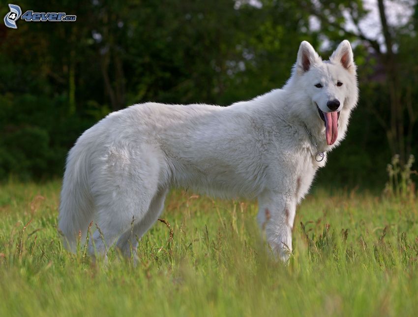 svájci fehér juhászkutya, kiöltött nyelv, fű