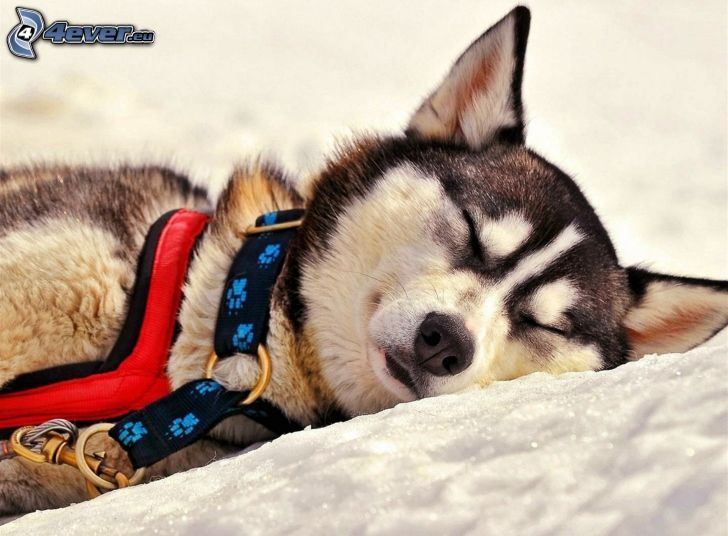 Szibériai husky, alvó kutya, hó