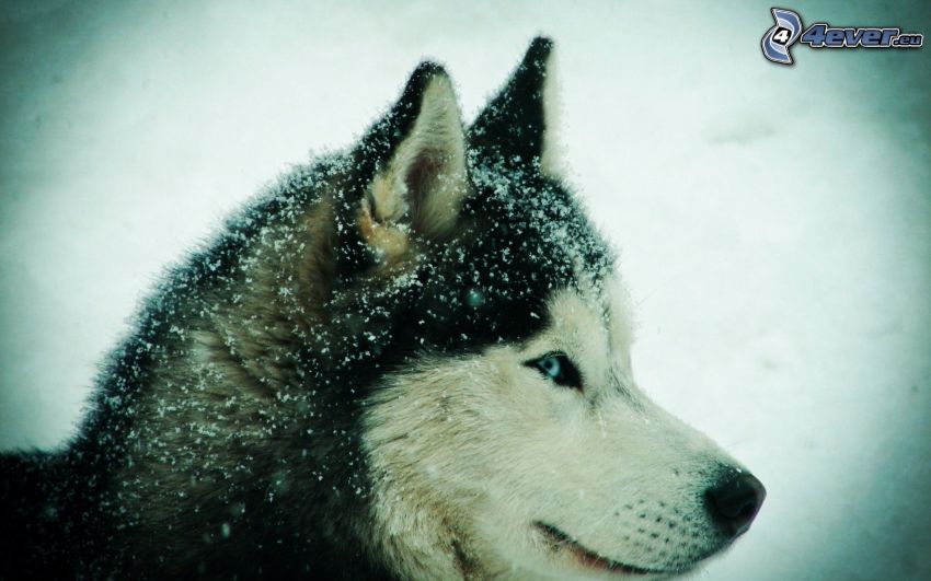 Szibériai husky, hó