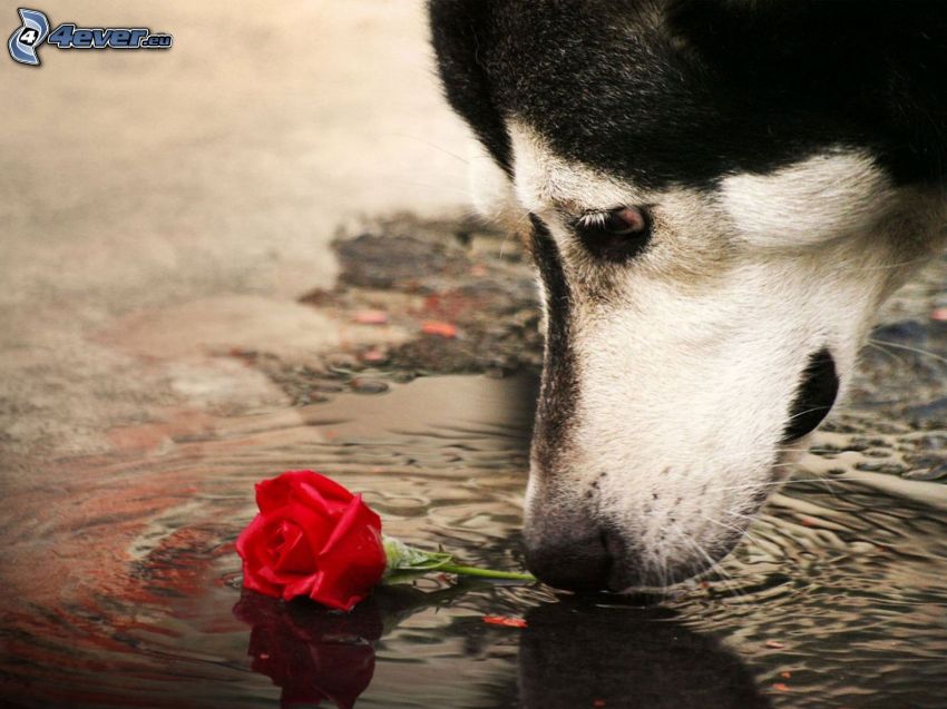 Szibériai husky, kutya rózsával