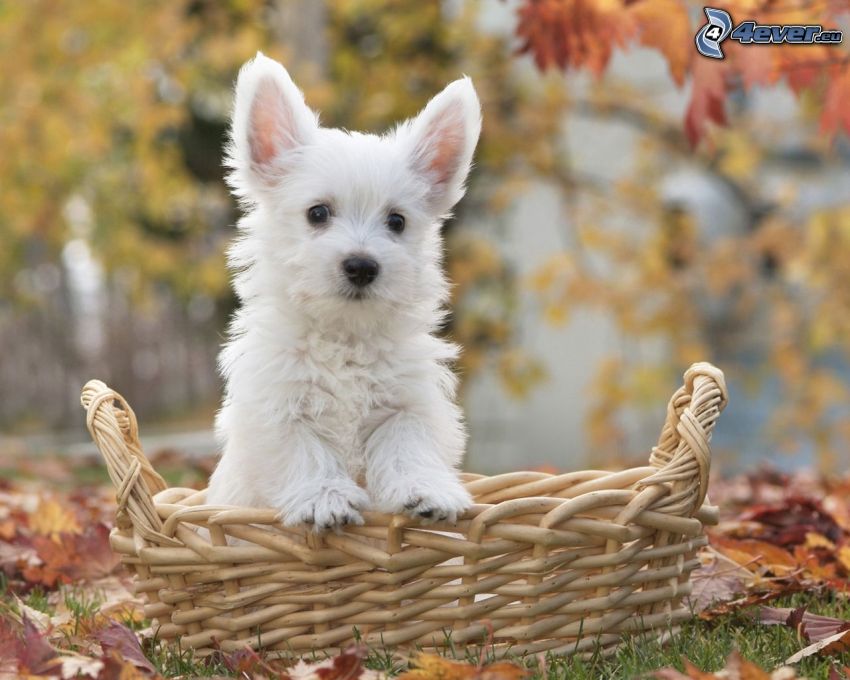 uszkár, fehér kutya, kosár, őszi levelek