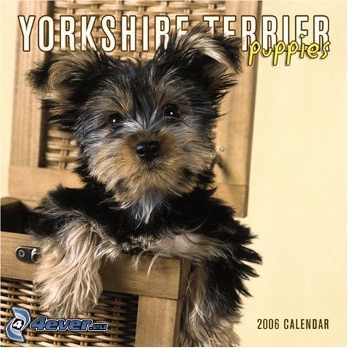 Yorkshire terrier, kutya a kosárban