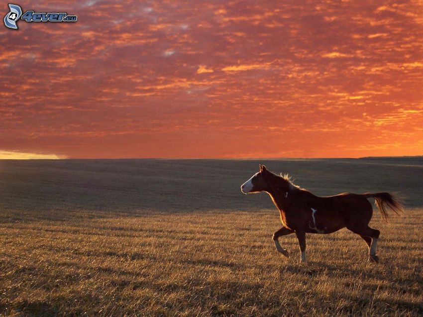 barna ló, mező, naplemente