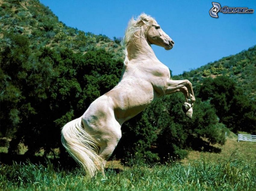 fehér ló, rét, erdő