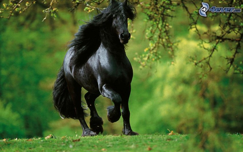 fekete ló, futás
