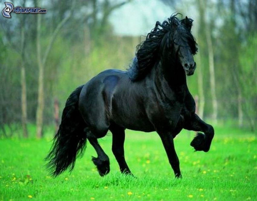 fekete ló, galopp, rét