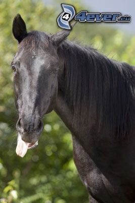 fekete ló, ló