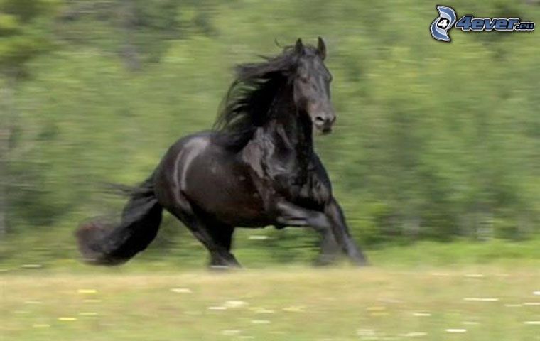 fekete ló, rét, fű, galopp