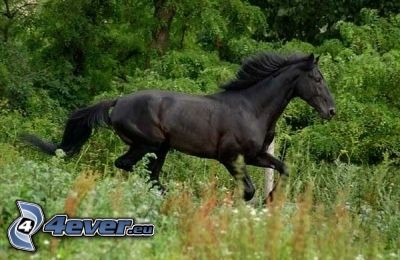 fekete ló, rét, fű, zöld