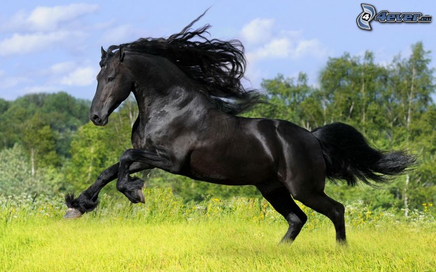 fekete ló