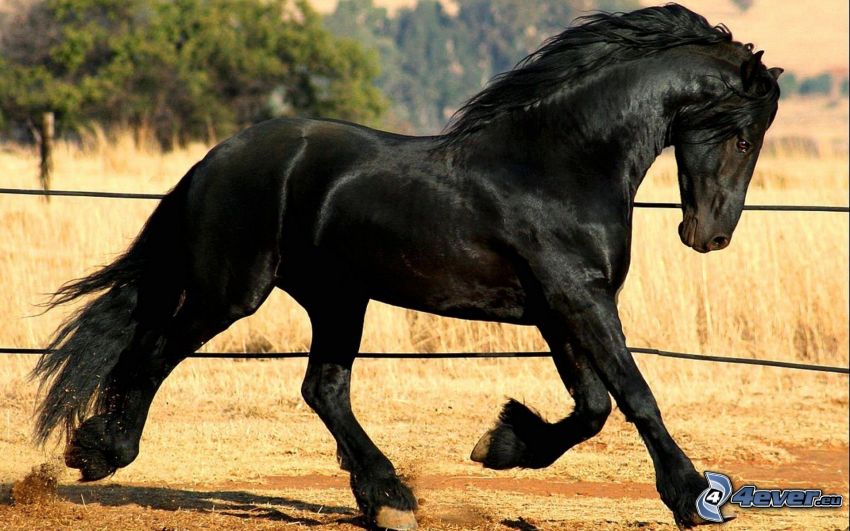 fekete ló