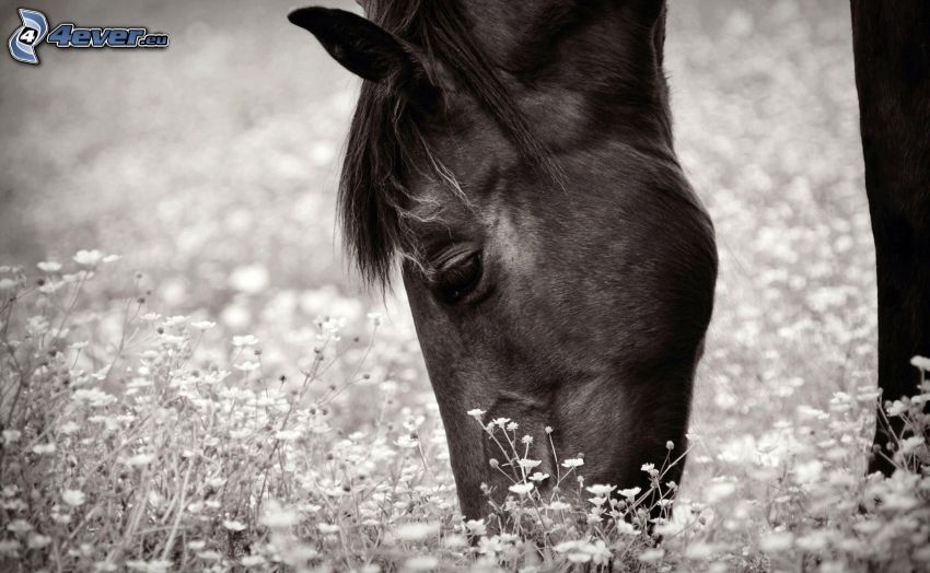 ló, virágok, fekete-fehér