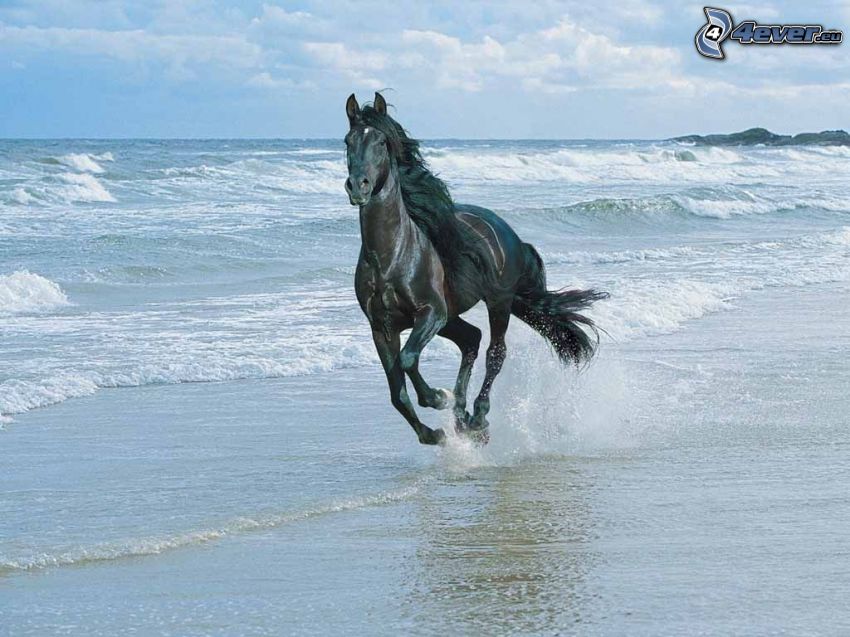 ló a parton, tenger, szabadság, sziklák
