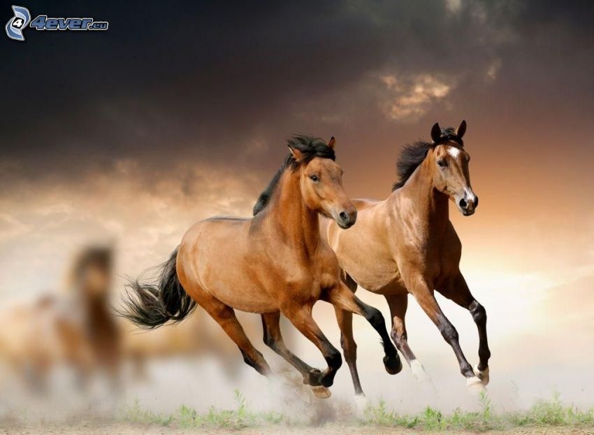 lovak, futás, por, felhők