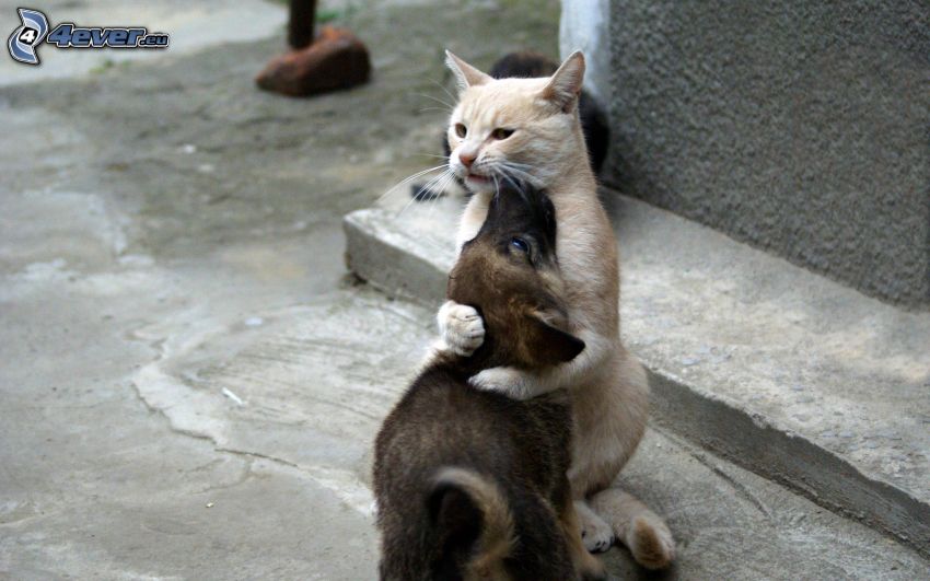 macska és kutya, ölelés