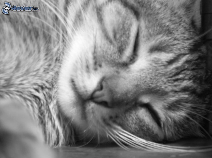 alvó cica, fekete-fehér kép
