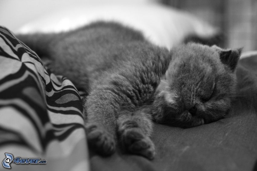alvó macska, fekete-fehér kép