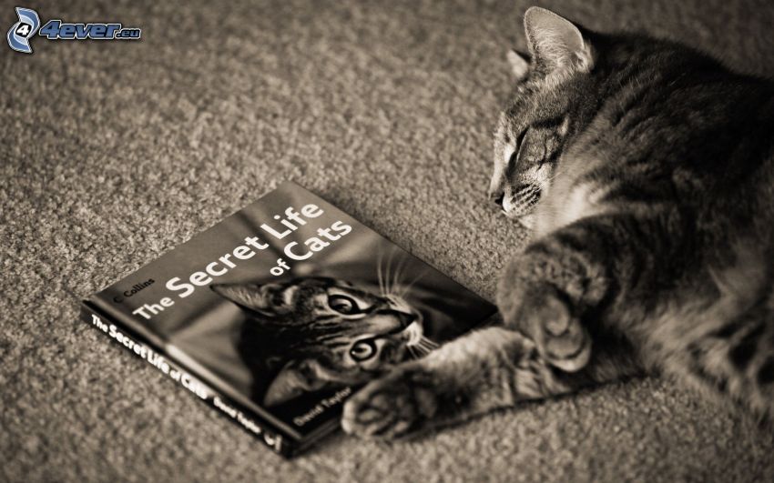 alvó macska, könyv, fekete-fehér