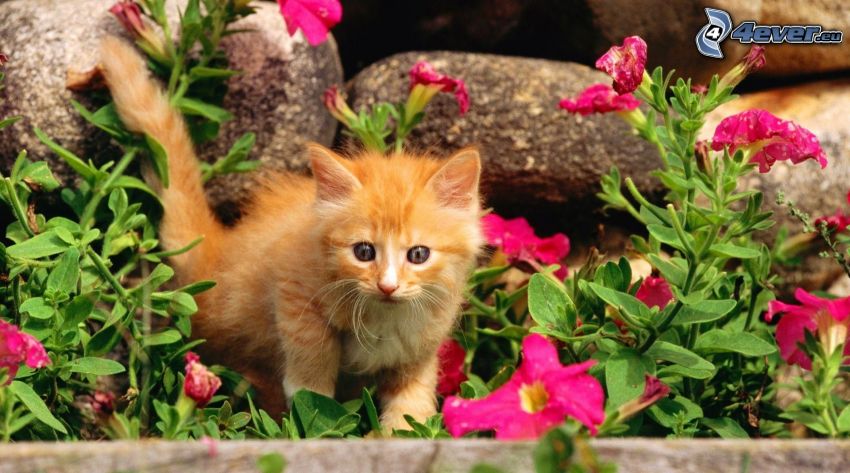 barna cica, rózsaszín virágok