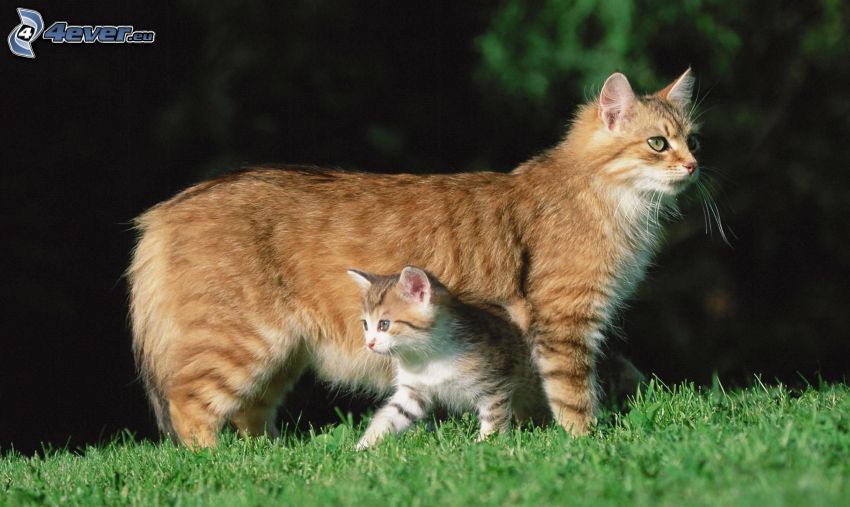 barna macska, cica, fű