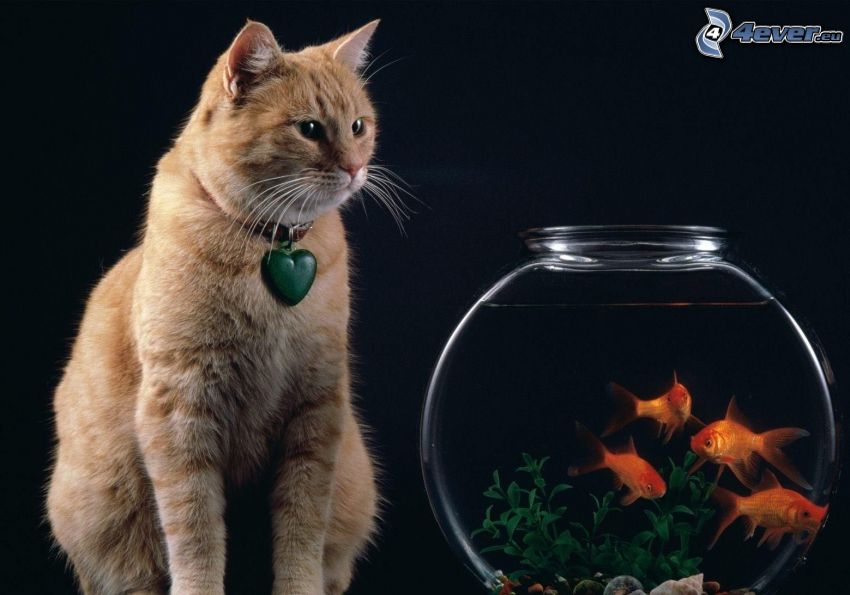 barna macska, halak, akvárium