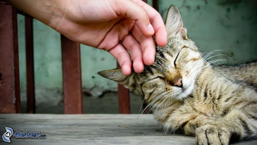 barna macska, kéz, érzékenység