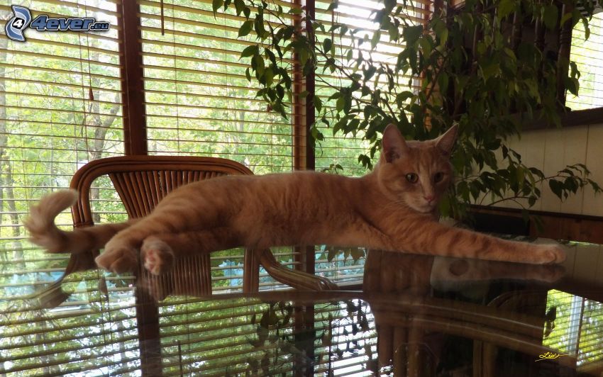 barna macska, üveg, asztal