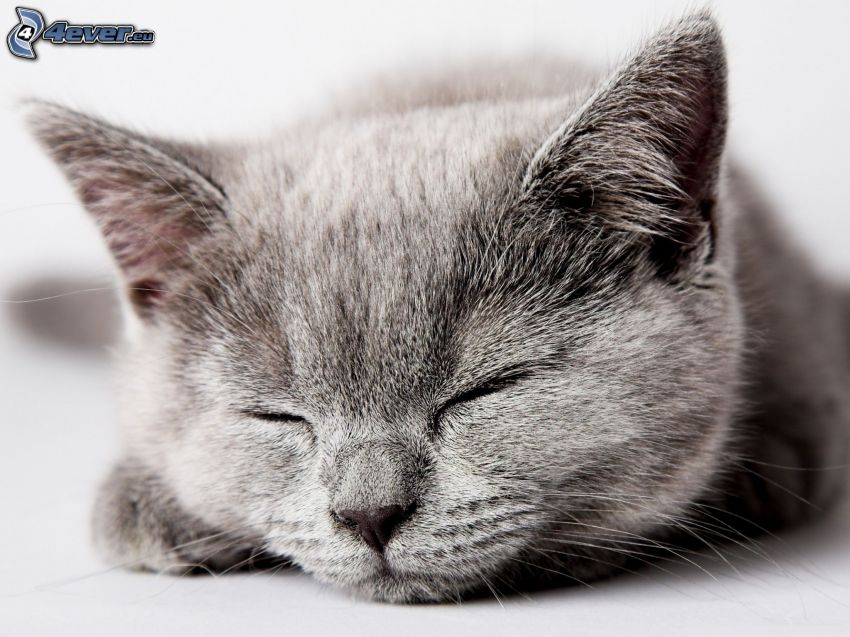 brit macska, alvás