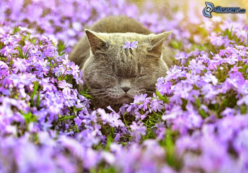 brit macska, lila virágok