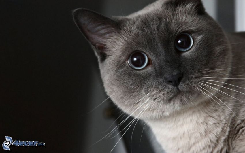 brit macska, macska arc