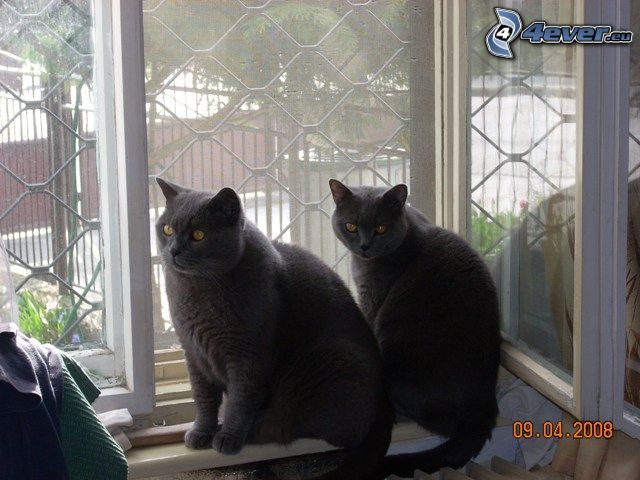 brit macska, macskák, ablak