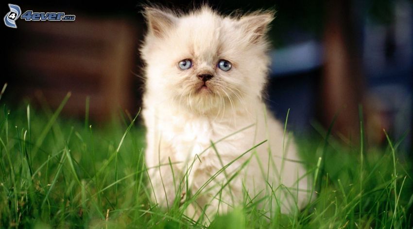 cica, zöld fű