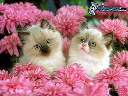 cicák, sziámi macska, rózsaszín virágok