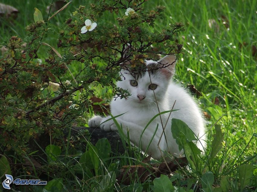 fehér kiscica, fű