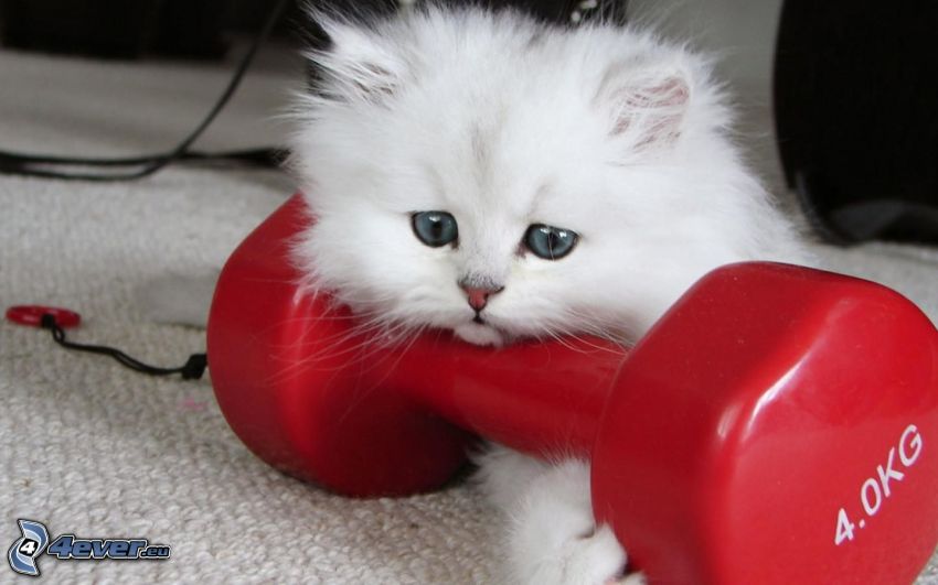 fehér kiscica, szőrös cica, súlyzó