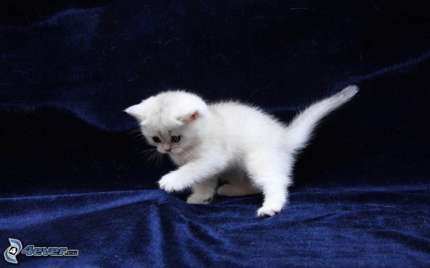 fehér kiscica