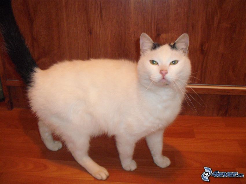 fehér macska